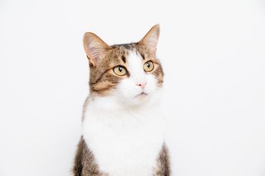 hafif bir arka plan üzerinde gri ve beyaz kedi