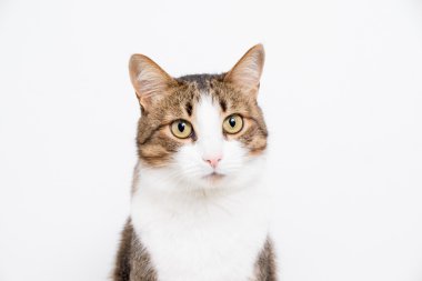 hafif bir arka plan üzerinde gri ve beyaz kedi