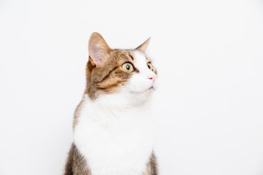 hafif bir arka plan üzerinde gri ve beyaz kedi