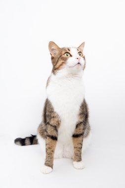 hafif bir arka plan üzerinde gri ve beyaz kedi