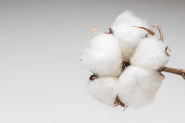 Pamuk çiçek hafif bir arka plan üzerinde