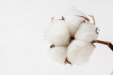 Pamuk çiçek hafif bir arka plan üzerinde