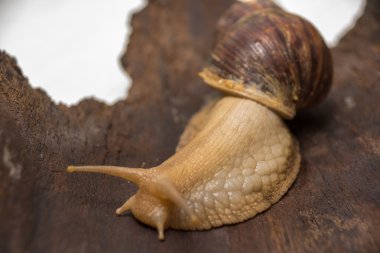 Achatina salyangoz bir ahşap yüzeye