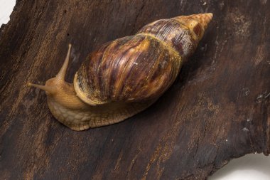 Achatina salyangoz bir ahşap yüzeye