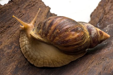 Achatina salyangoz bir ahşap yüzeye
