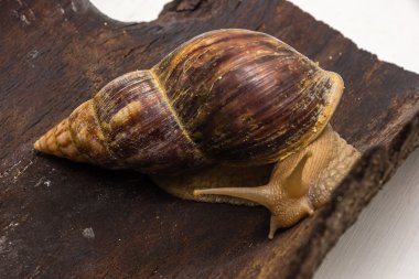 Achatina salyangoz bir ahşap yüzeye