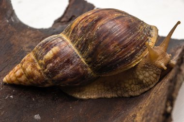 Achatina salyangoz bir ahşap yüzeye