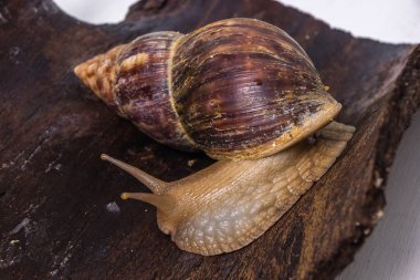 Achatina salyangoz bir ahşap yüzeye