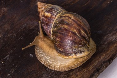 Achatina salyangoz bir ahşap yüzeye