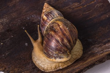 Achatina salyangoz bir ahşap yüzeye