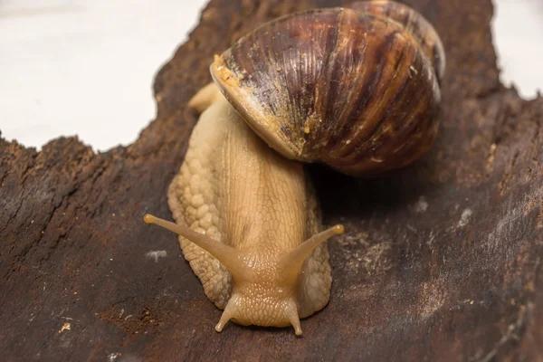 Achatina salyangoz bir ahşap yüzeye
