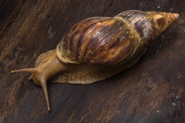 Achatina salyangoz bir ahşap yüzeye