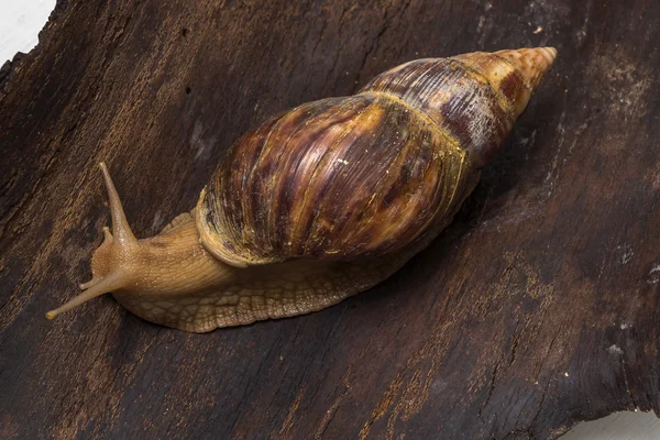 Achatina salyangoz bir ahşap yüzeye