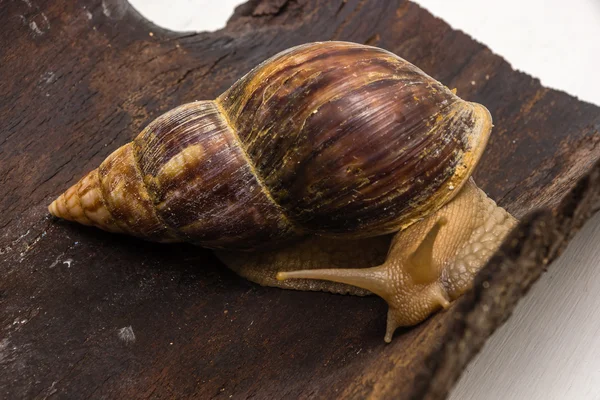 Achatina salyangoz bir ahşap yüzeye