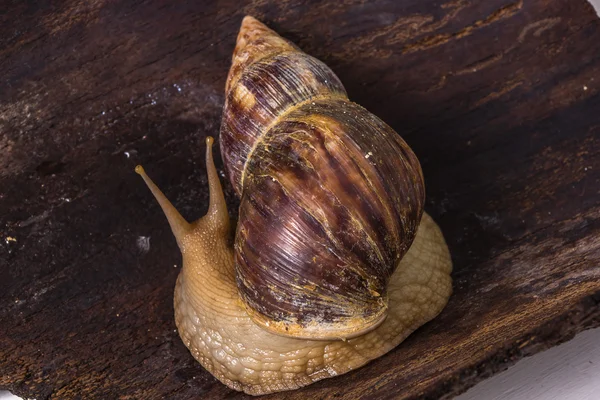 Caracol Achatina em uma superfície de madeira — Fotografia de Stock