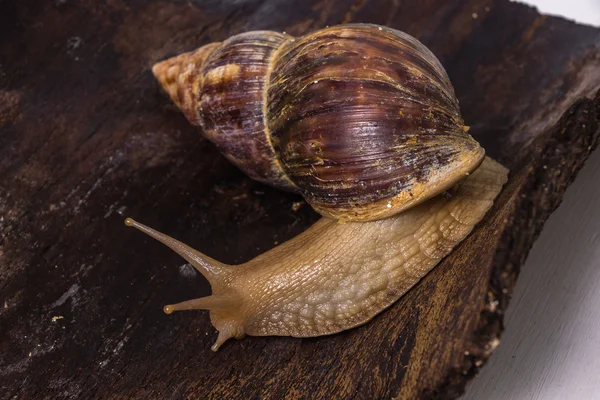 Achatina salyangoz bir ahşap yüzeye