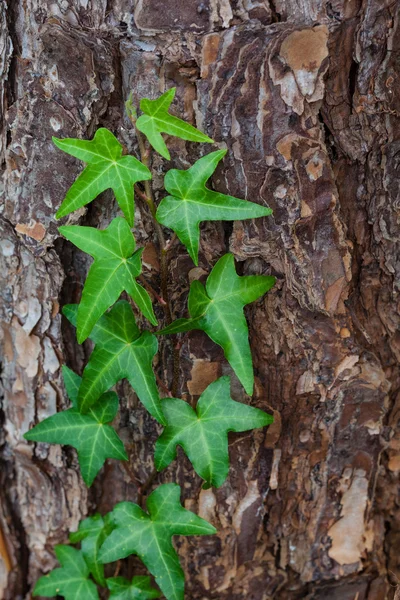 English ivy climbing on a pine tree in a Florida garden