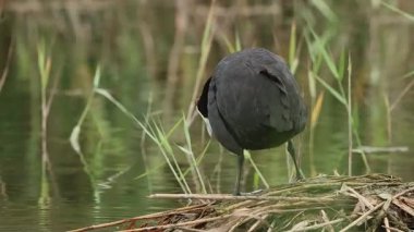 Boynuzlu karga Fulica Cristata yere sertçe vurur ve tüylerini İspanya 'nın El Hondo Doğal Parkı' nda sallar.