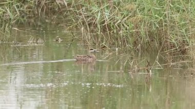 İspanya 'nın El Hondo Doğal Parkı' nda nesli tükenmekte olan bir mermer (Marmaronetta angustirostris) sazlıklar arasında yüzmektedir.