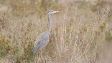Gri balıkçıllı Ardea Cinerea, İspanya 'nın El Hondo Doğal Parkı' ndaki uzun sonbahar bitkileri arasında.