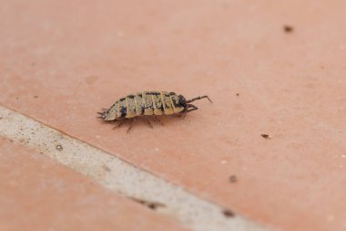 Terrestrial crustacean scale insect Porcellio scaber on outdoor tile, Elche, Spain