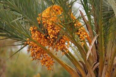 Date palm branches laden with ripe dates create a vibrant color scheme on a cloudy day, Elche, Spain