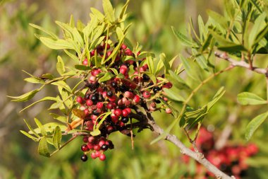 Likörleri tatlandırmak için kullanılan büyük meyve (Pistacia mercimek), Santa Pola, İspanya