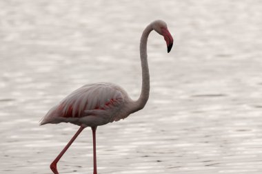 Silhouette of a common flamingo against a backdrop of silver waters in the Salinas de Santa Pola Natural Park, Spain.