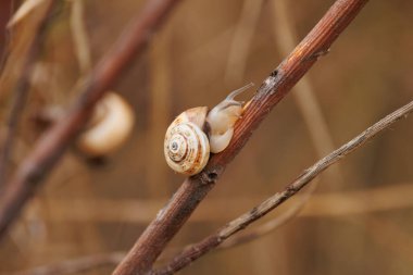 Dune snail Theba pisana on a rain-soaked stick, Santa Pola, Spain
