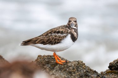 Portrait of a turnstone (Arenaria interpres) looking at the camera on a rock with a blurred sea in the background, Santa Pola, Spain