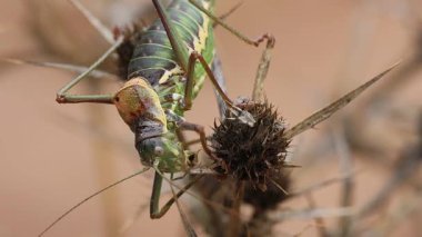Kısa kanatlı ağustos böceği Ephippiger Diurnus sonbaharda İspanya 'nın Bocairent kentinde eryngium kampı kuruyan devedikeni parçaları yiyor.