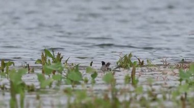 Wagtail Motacilla alba gölde yıkanıyor ve su sıçrattıktan sonra uçuyor, Beniarres, İspanya