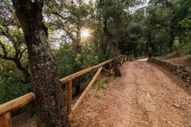 Sabah güneşli orman yolu, Alcoy, İspanya