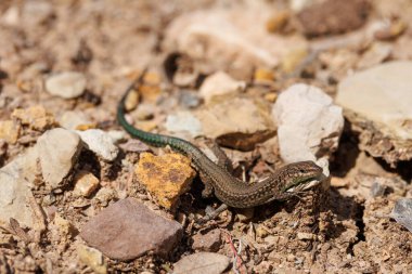 İber duvar kertenkelesi (Podarcis hispanicus) kayalık zeminde güneşleniyor, Alcoy, İspanya