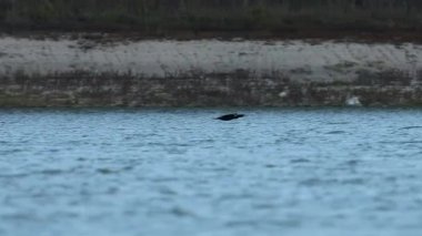 Karabatak Phalacrocorax karbonhidratı Beniarres rezervuarının hemen üstünde uçar.