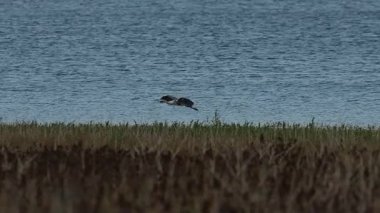 Gri Heron (Ardea cinerea) İspanya 'nın Beniarres kentinde alacakaranlıkta göl kıyısına indi.