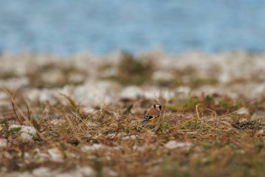 Serpis Nehri 'nin kıyısındaki çalılıkların arasında Beniarres, İspanya tohumu arayan ispinoz kuşu.