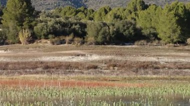 Beniarres Barajı 'nın sulak ve kıyı şeridi üzerinden geçen kuşlar İspanya' nın bitki örtüsüne iniyor.