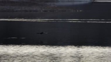 Alçak Uçuş 'ta Büyük Karabatak (Phalacrocorax carbo) İspanya, Alacakaranlık' taki Beniarres rezervuarının suyuna dokunur