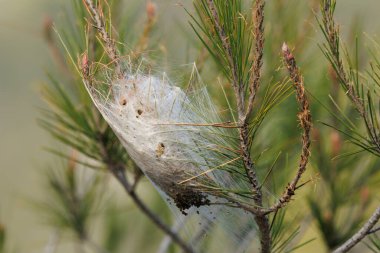 Çam iğnelerinin, Alcoy 'un, İspanya' nın arasındaki tırtılın kış sığınağı.