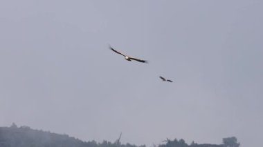 Griffon akbabasının ekosistem, Alcoy, İspanya 'daki görkemli uçuşu.