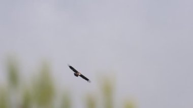 Griffon akbabası sisli bir gökyüzü altında özgürce süzülüyor, Alcoy, İspanya