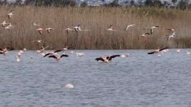 Büyük bir grup flamingo kuşu El Hondo Doğal Parkı, Elche, İspanya 'nın göl kıyısına indiler.