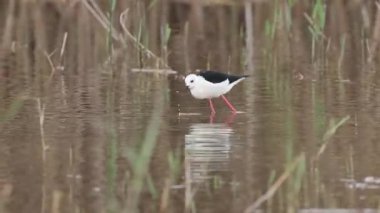 Sivrisinekler arasında beslenen siyah kanatlı kürekçi kadın El Hondo Doğal Parkı, Elche, İspanya