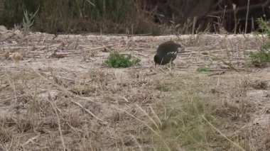 Bozkır tavukları ve serçeler El Hondo Doğal Parkı, Elche, İspanya 'da yiyecek arıyor.