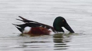 Günbatımında El Hondo Doğal Parkı 'nın ekosisteminde beslenen sıradan kürekçi (Spatula clypeata)