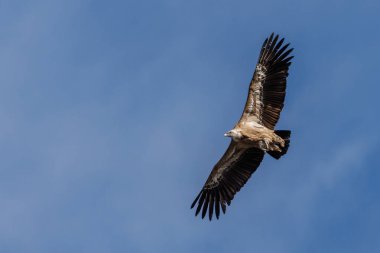 Griffon akbabası aşağıdan uçarken görüldü. Negatif alan, Alcoy, İspanya
