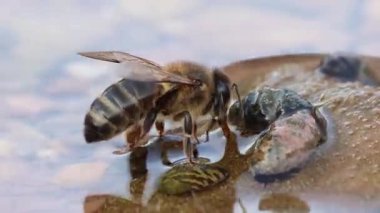 Sellent Nehri 'nde su toplayan bir Apis mellifera arısının yan görüntüsü, Sellent, İspanya