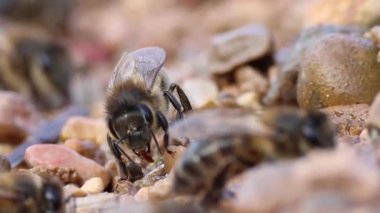 İspanya 'nın Sellent Nehri' nden su ve mineralleri emen Apis mellifera arısının hortumlarının detaylı bir görüntüsü.