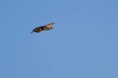 Nesli tükenmekte olan Bonelli 'nin kartalı mavi gökyüzü arka planında uçuyor, Beniarres, İspanya